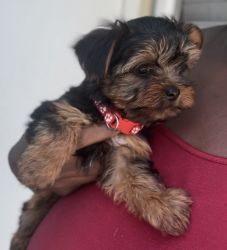 10 week premium Yorkshire Terrier is ready for a forever home