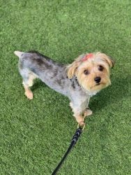 Yorkie Female 3 years old/ fixed