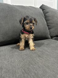Yorkies ready for a forever home