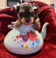 Registered Yorkies Puppies for Sale