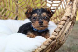 Tiny Yorkie Puppies available now.