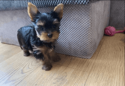Adorable Yorkshire terrier puppies for rehoming