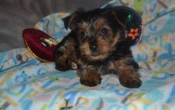 Minature Yorkshire terrier male 8 weeks old