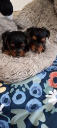 Yorkie puppies males