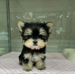 Lovely Yorkie puppies for rehoming fee