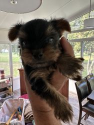 Yorkie puppies for sale. Mother and Father on premises with AKC papers