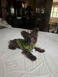 1 years old Yorkie beautiful brown hair male. House trained