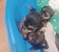3 Puppies for Sale