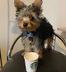 Toy Yorkie Pup now ready to meet new family!