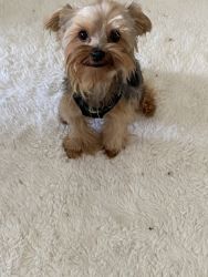 1year old. 4.5lb. Yorkie