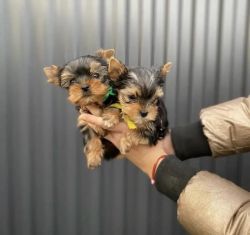 Beautiful Teacup Yorkie Puppies For Xmas
