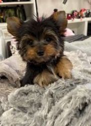 Champion Line AKC Teacup Yorkshire Terriers
