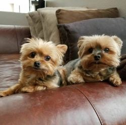 Teacup Yorkie Puppies Seek Loving Home