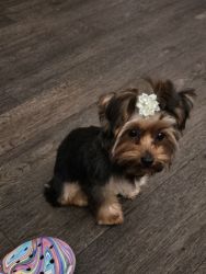 Toy Yorkie for sale