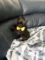 Rehoming male, Yorkie puppy (puppies)