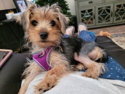 Loveable yorkie for sale