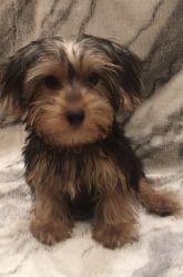 Registered Traditional Male Yorkshire terrier puppies for sale