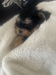 Yorkie puppies males and females