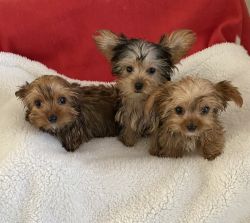 Adorable and lovely teacup Yorkie pups