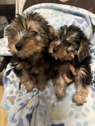 2 Months old Yorkies