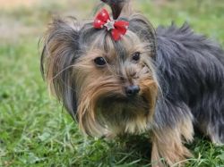 TODAY SPECIAL!! VERY TINY FEMALE YORKIE WILL MELT YOUR HEART