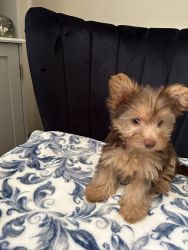 Yorkshire Terrier male 9 weeks old puppy for sale
