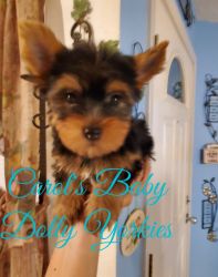 Blue and gold traditional Yorkshire terrier