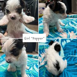 AKC Parti Yorkie Puppies For Sale