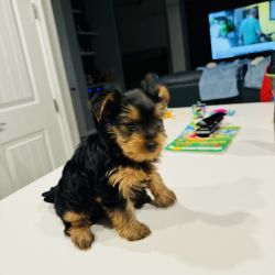 Yorkie for sale Ft. Lauderdale