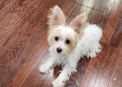 Almost 5 month old female yorkie for sale