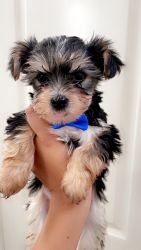 Rehoming Yorkshire Terriers