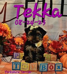 Tekka is a female Yorkshire Terrier