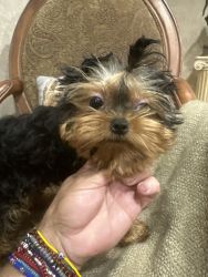 A beautiful male yorky very tedybear 4 months old