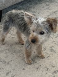 5 month old registered yorkie