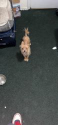 Selling 11 month old puppy yorkie for 600 . Rare tan fur coat .