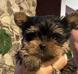 AKC Yorkshire terriers