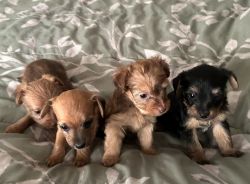 Yorkie/dachshund puppies ready for their fur-ever home