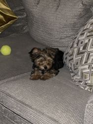 4 Month Old Yorkie Girl Looking For a Home