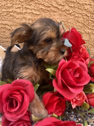 7 yorkie puppies available 6 females