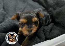 Adorable male teacup Yorkie available Dec 4, 2023 at an affordable pr