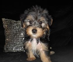 Yorkies females and male