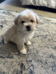 Puppies for sale early Thanksgiving/ Christmas gift