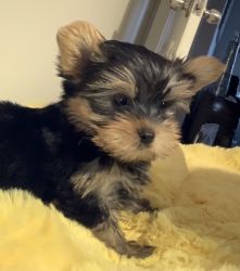 Yorkie 2 for sale