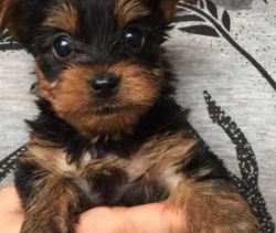REHOMING YORKSHIRE TERRIER PUPPIES