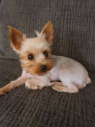Yorkie Terrier 3 and half pound female