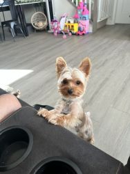 AKC 14 mos old male Goldie/sable yorkie