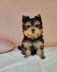 Yorkshire terrier puppy for sale
