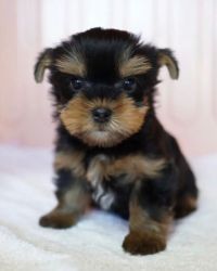 Buy your Akc registered yorkshire terrier puppy