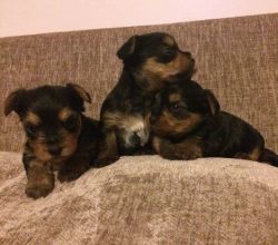 Gorgeous Yorkshire Terrier Puppies