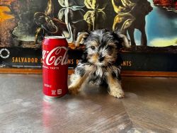 Yorkshire Terrier PUPPY ADORABLE